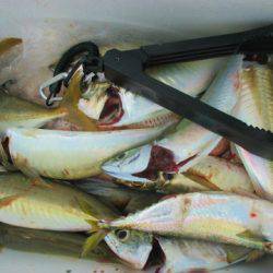 フィッシングガイド とちぎ 釣果