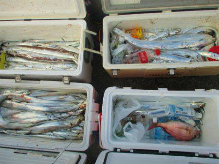 フィッシングガイド とちぎ 釣果