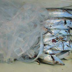 フィッシングガイド とちぎ 釣果