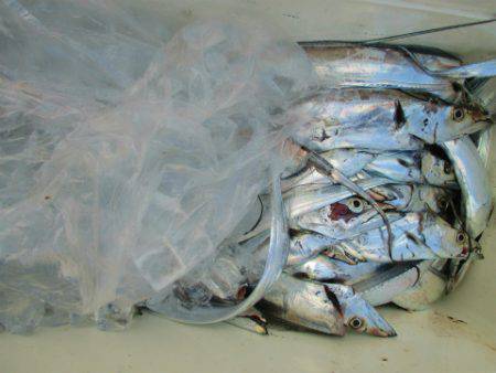 フィッシングガイド とちぎ 釣果