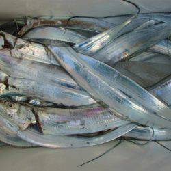 フィッシングガイド とちぎ 釣果