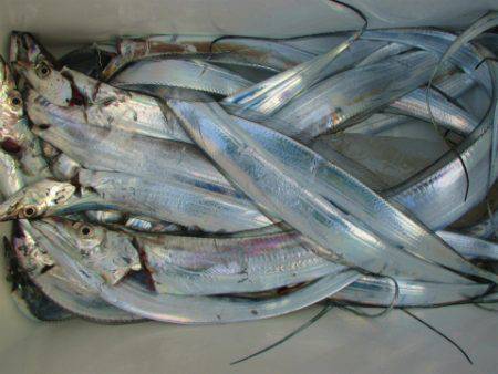 フィッシングガイド とちぎ 釣果