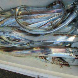 フィッシングガイド とちぎ 釣果