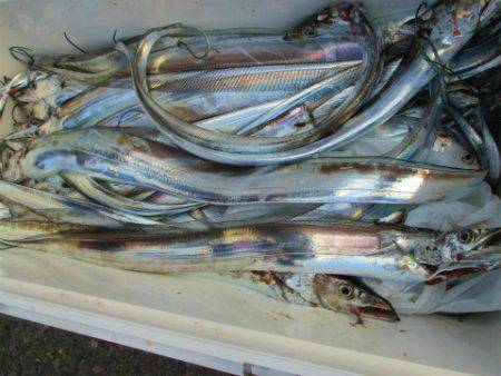 フィッシングガイド とちぎ 釣果