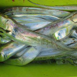 フィッシングガイド とちぎ 釣果