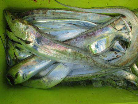 フィッシングガイド とちぎ 釣果