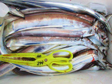 フィッシングガイド とちぎ 釣果