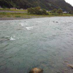 安倍川・藁科川（安倍藁科川漁業協同組合） 釣果