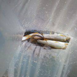 安倍川・藁科川（安倍藁科川漁業協同組合） 釣果