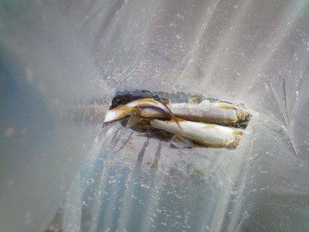 安倍川・藁科川（安倍藁科川漁業協同組合） …