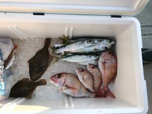 シャングリラ 釣果