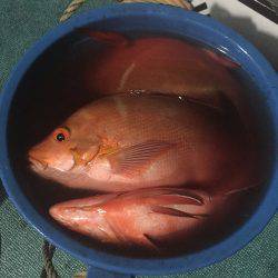 群星・むるぶし 釣果