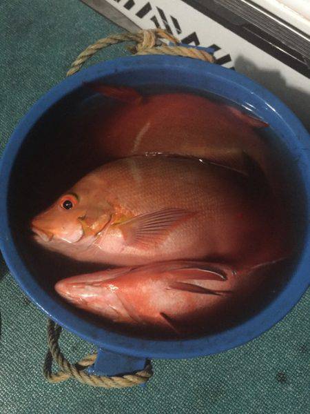 群星・むるぶし 釣果