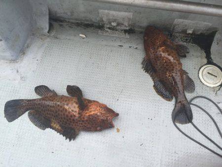 群星・むるぶし 釣果