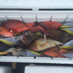 群星・むるぶし 釣果