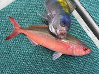 群星・むるぶし 釣果