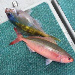 群星・むるぶし 釣果