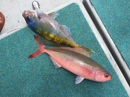 群星・むるぶし 釣果