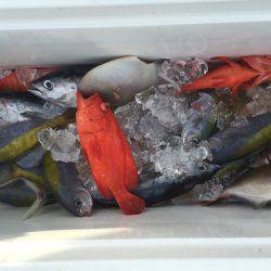 群星・むるぶし 釣果