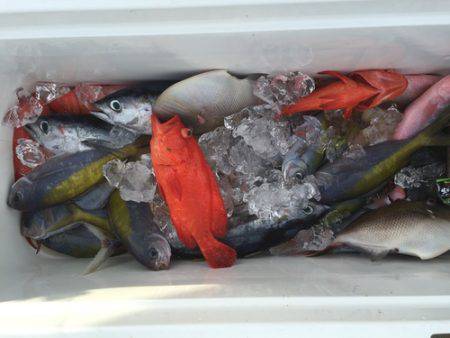 群星・むるぶし 釣果