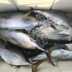 群星・むるぶし 釣果