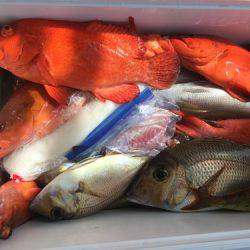 群星・むるぶし 釣果