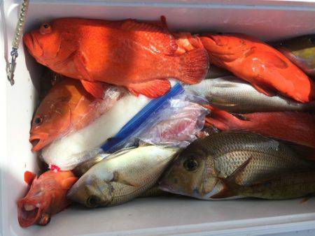 群星・むるぶし 釣果