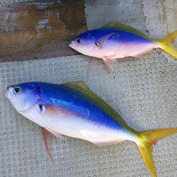 群星・むるぶし 釣果