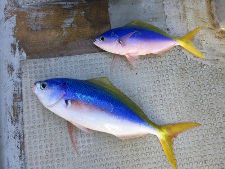 群星・むるぶし 釣果