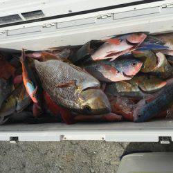 群星・むるぶし 釣果