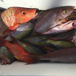 群星・むるぶし 釣果