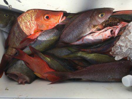 群星・むるぶし 釣果