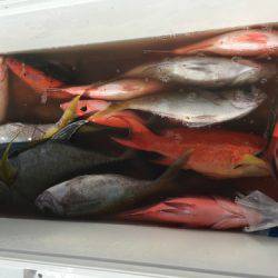 群星・むるぶし 釣果