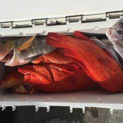 群星・むるぶし 釣果