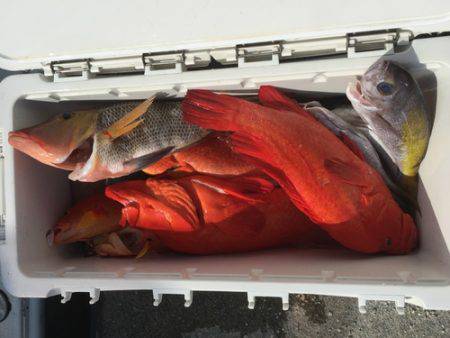 群星・むるぶし 釣果