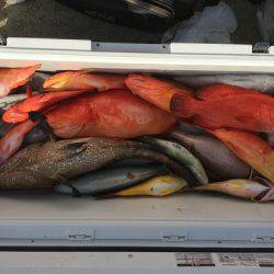 群星・むるぶし 釣果