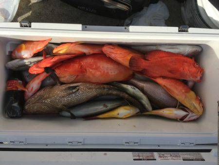 群星・むるぶし 釣果