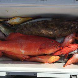 群星・むるぶし 釣果