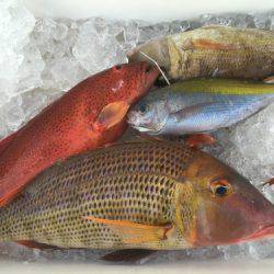 群星・むるぶし 釣果