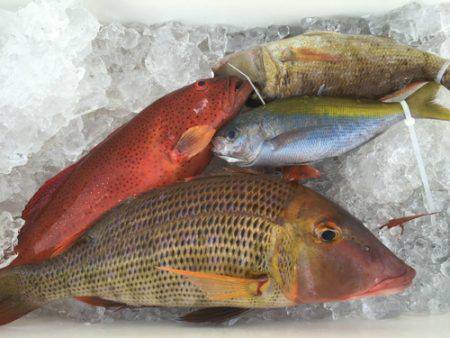 群星・むるぶし 釣果