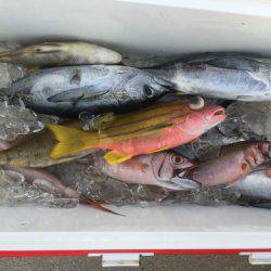 群星・むるぶし 釣果