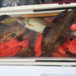 群星・むるぶし 釣果