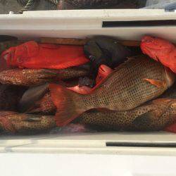 群星・むるぶし 釣果