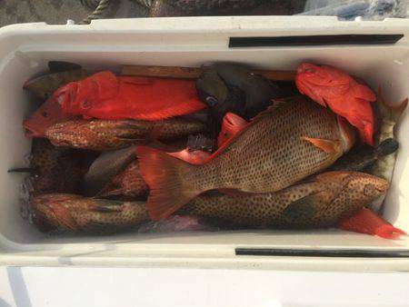 群星・むるぶし 釣果