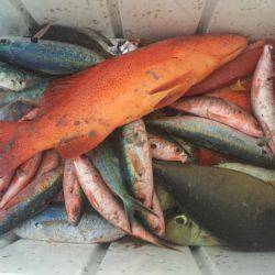 群星・むるぶし 釣果