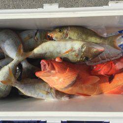 群星・むるぶし 釣果