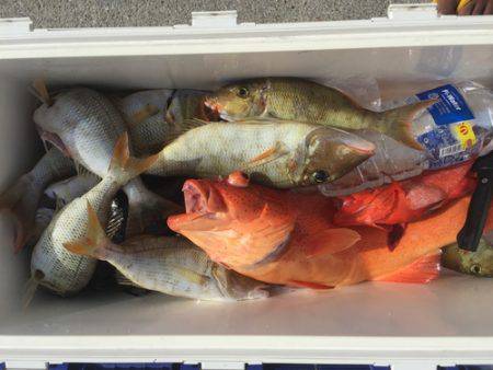 群星・むるぶし 釣果