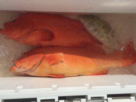 群星・むるぶし 釣果