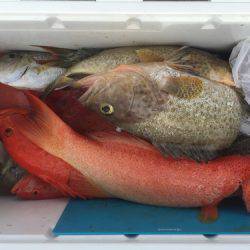 群星・むるぶし 釣果