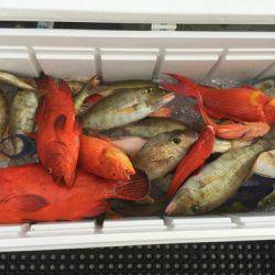 群星・むるぶし 釣果